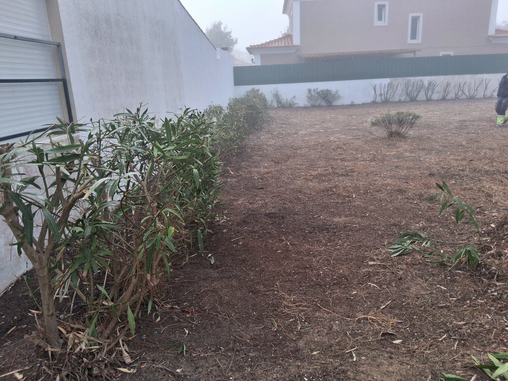 CUIDAR DE AZEITÃO5